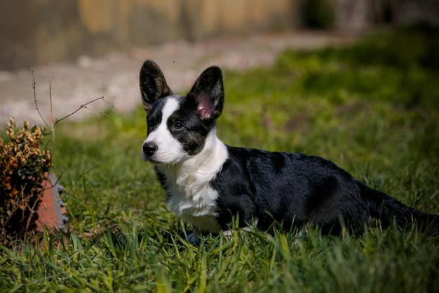 Welsh corgi cardigan