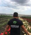 Плодовые деревья, розы и декоративные растения